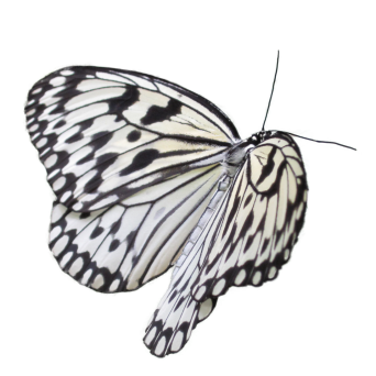 Schwarzweißer Schmetterling fliegt über die Wiese.